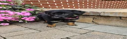 German Shepherd dogs for sale: Cassie - Ad 3