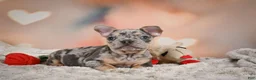 French Bulldog dogs for sale: Abby - Ad 4