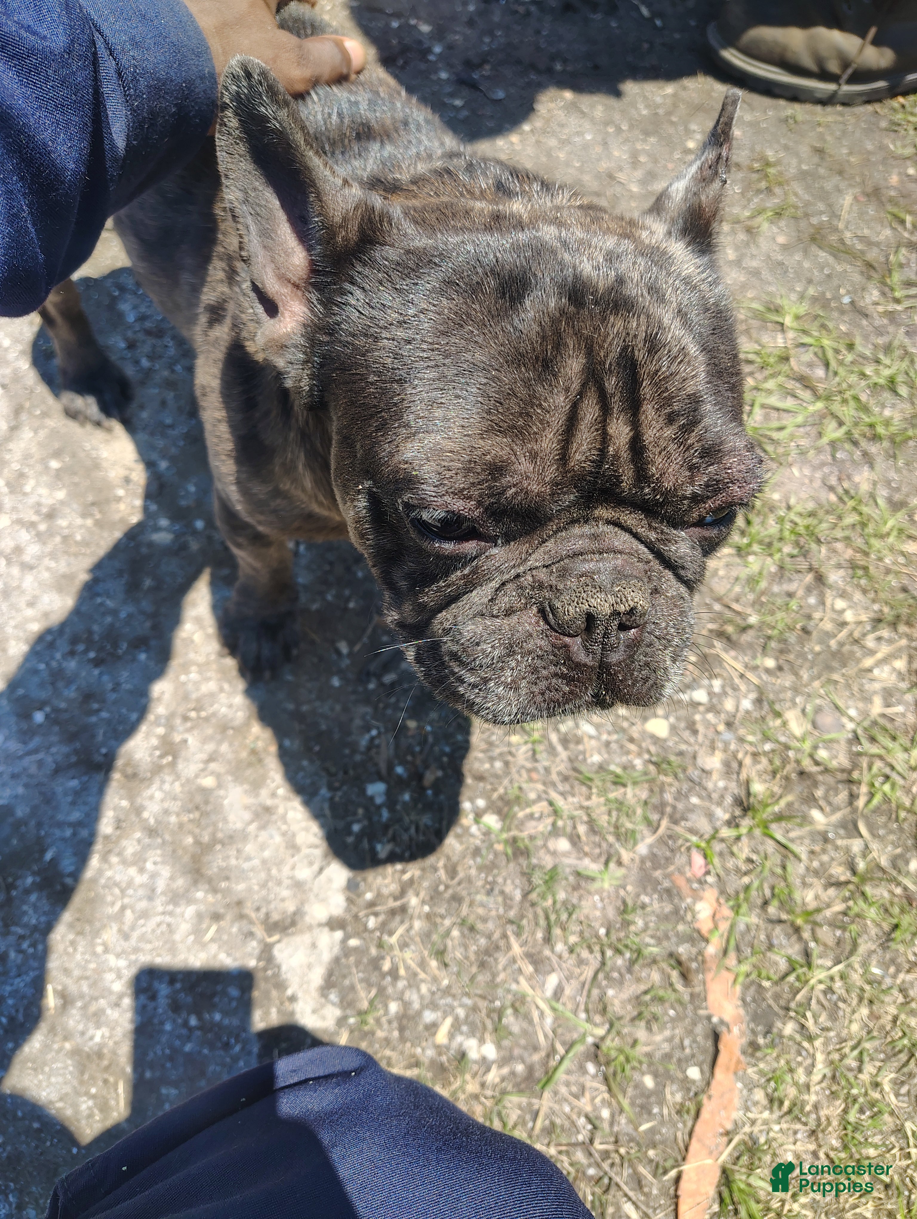American Bully dogs Frenchie  Maxx - Ad 1