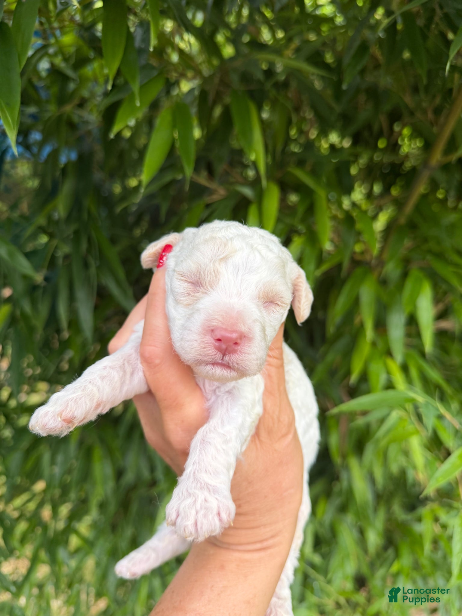 Cockapoo dogs Cockapoo Puppy 1 - Ad 8