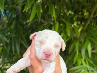 Cockapoo dogs Cockapoo Puppy 1 - Ad 31