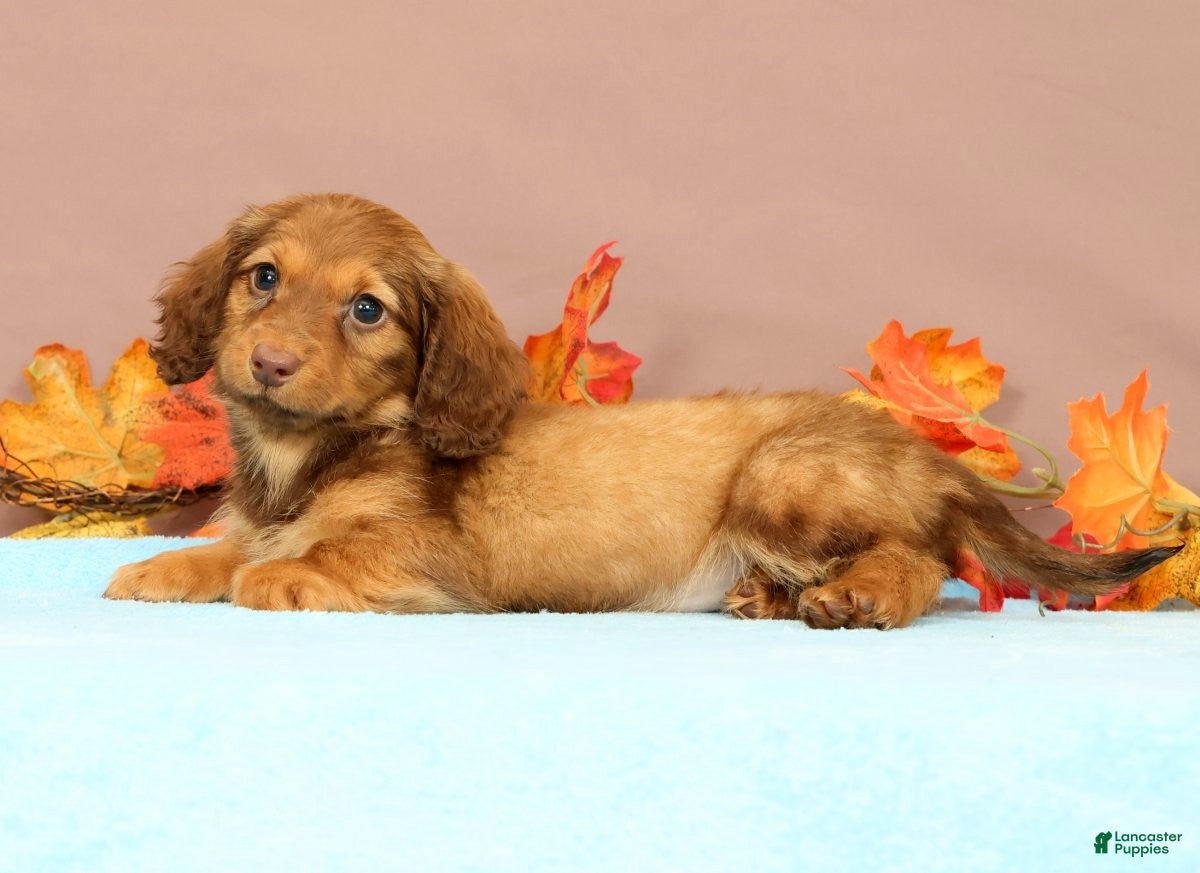 Miniature Dachshund dogs Ally - Ad 1