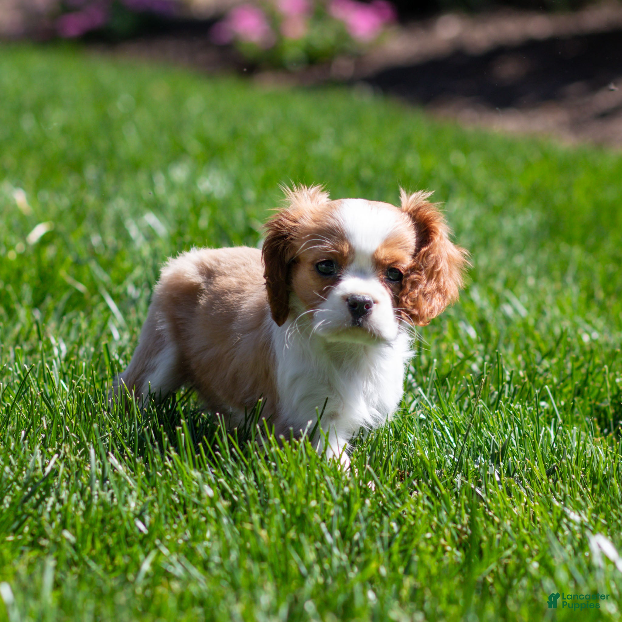 Cavalier King Charles Spaniel dogs Arlan Cavalier King Charles Spaniel Puppy  - Ad 1