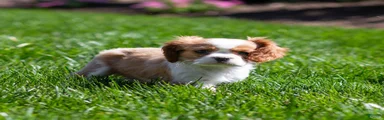 Arlan Cavalier King Charles Spaniel Puppy 