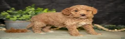 Miniature Poodle dogs for sale: Kira - Ad 3