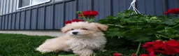 Shihpoo dogs for sale: Parker - Ad 4
