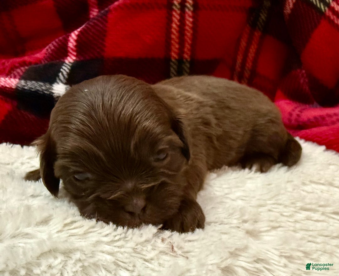 Shihpoo dogs for sale: Mila - Ad 8