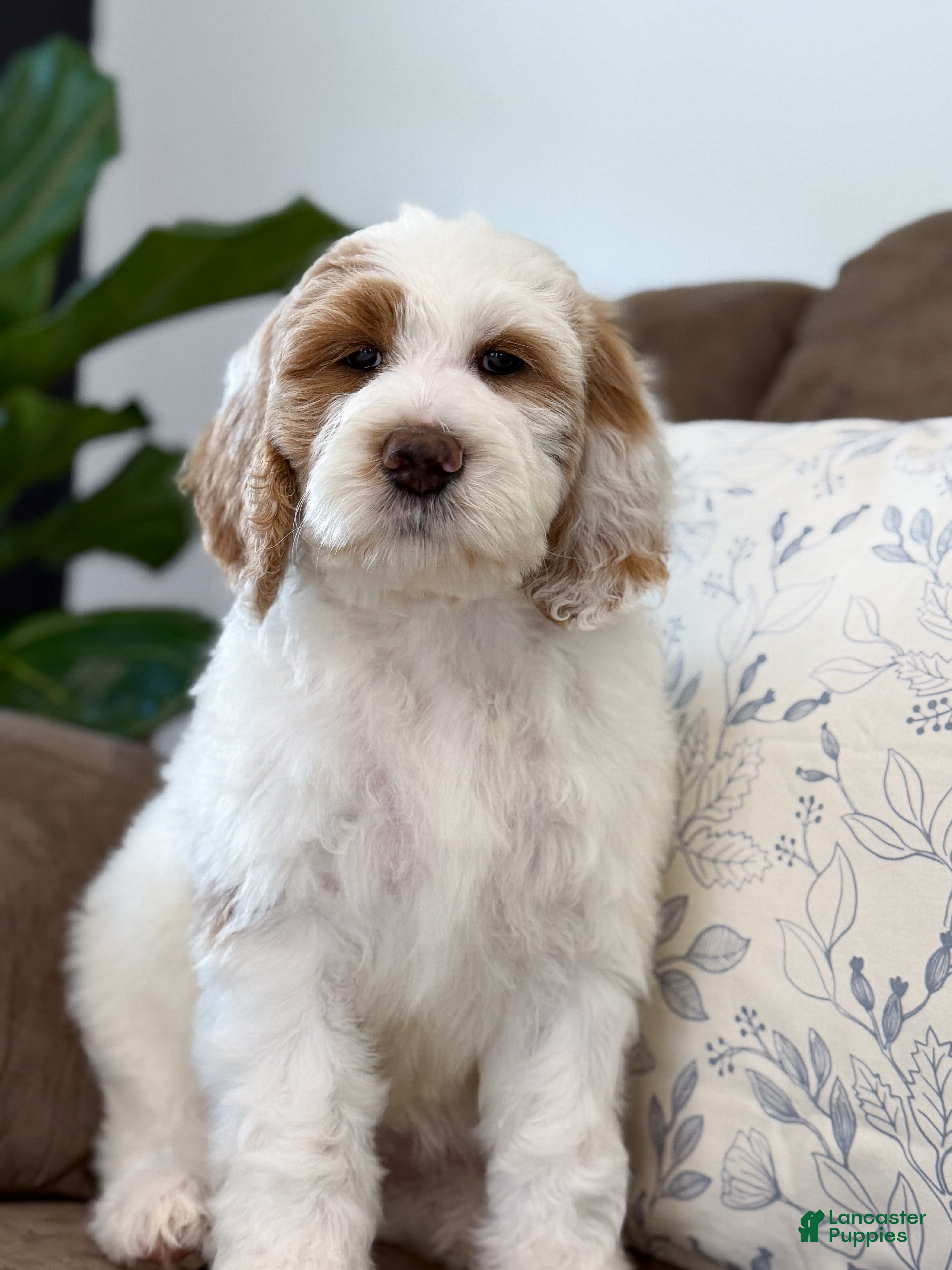 Goldendoodle dogs Amelia  - Ad 2