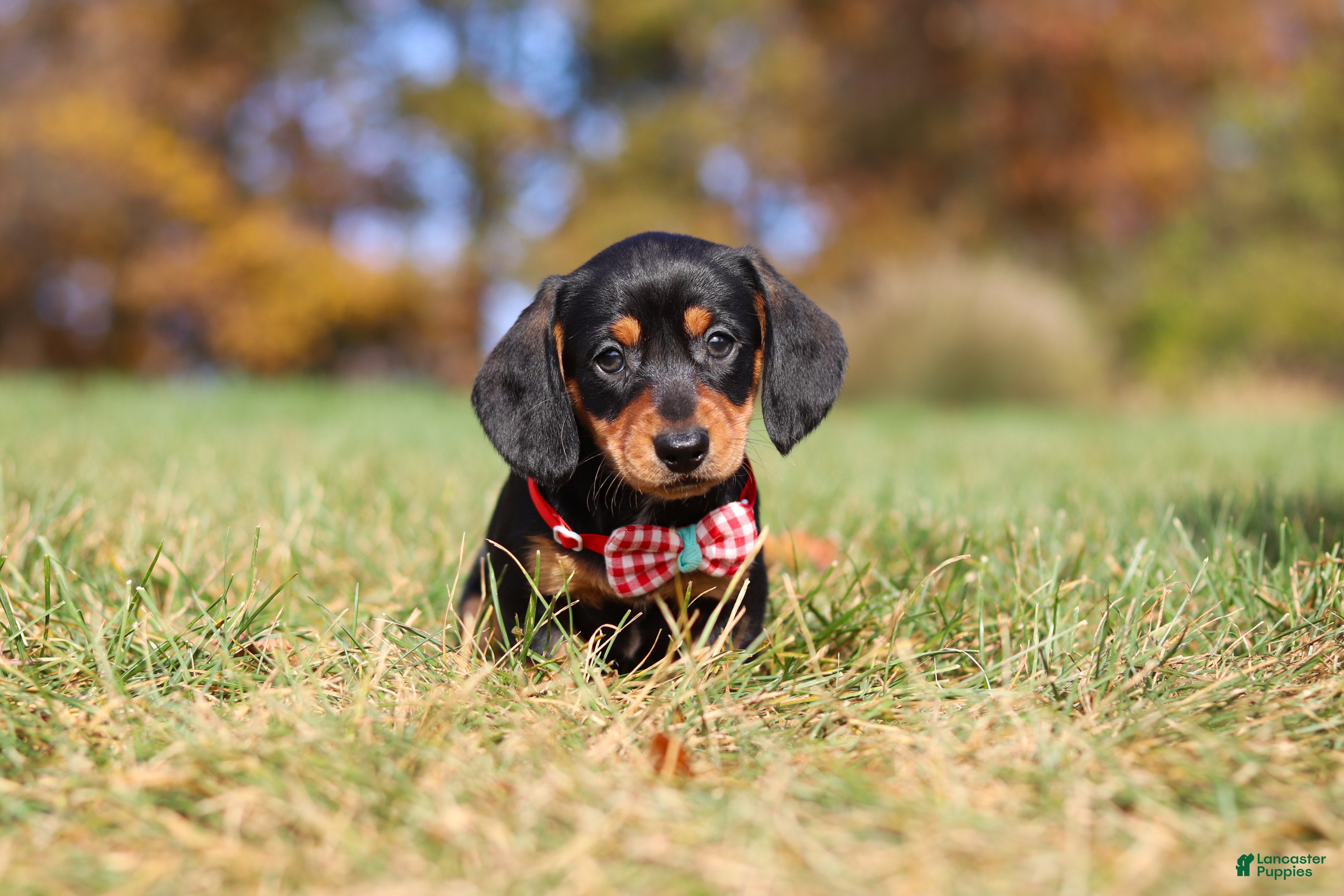 Miniature Dachshund dogs for sale: Chase - Ad 1
