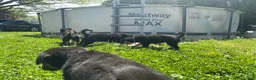 Goberian dogs for sale: Archer - Ad 8