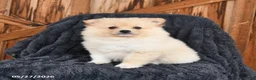 Pomeranian dogs for sale: Maple   - Ad 3