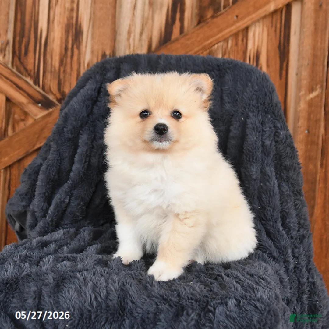 Pomeranian dogs for sale: Maple   - Ad 3