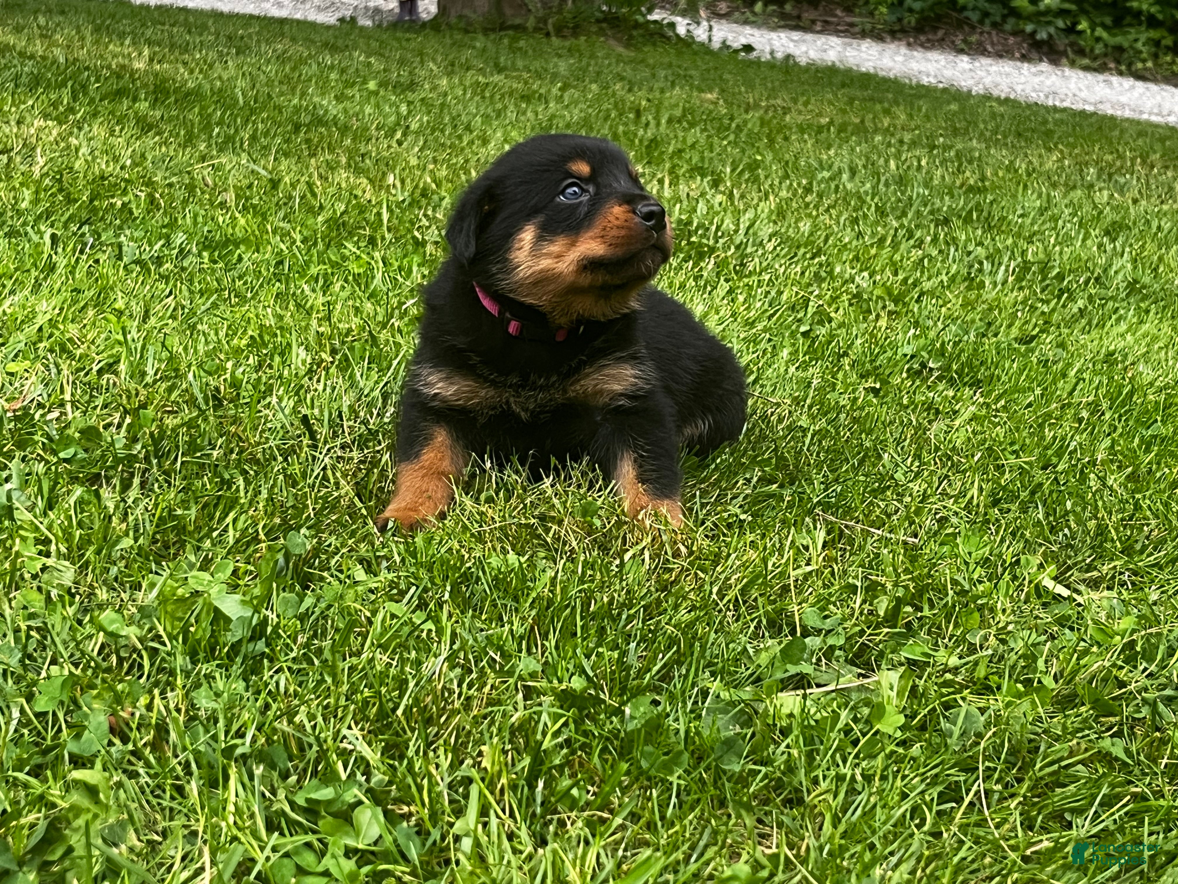 Rottweiler dogs Zulu - Ad 2