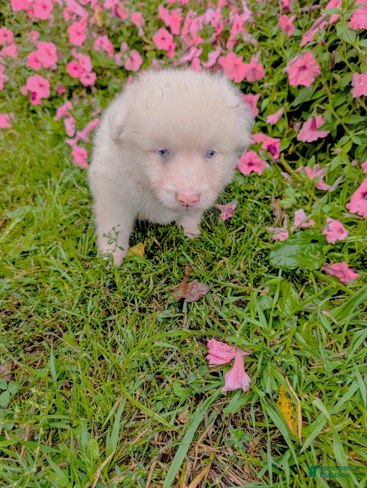 Pomsky dogs for sale: Pomsky 3 Blue - Ad 33