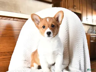 Welsh Corgi Pembroke dogs Eclipse - Ad 10