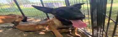 Belgian Malinois 5