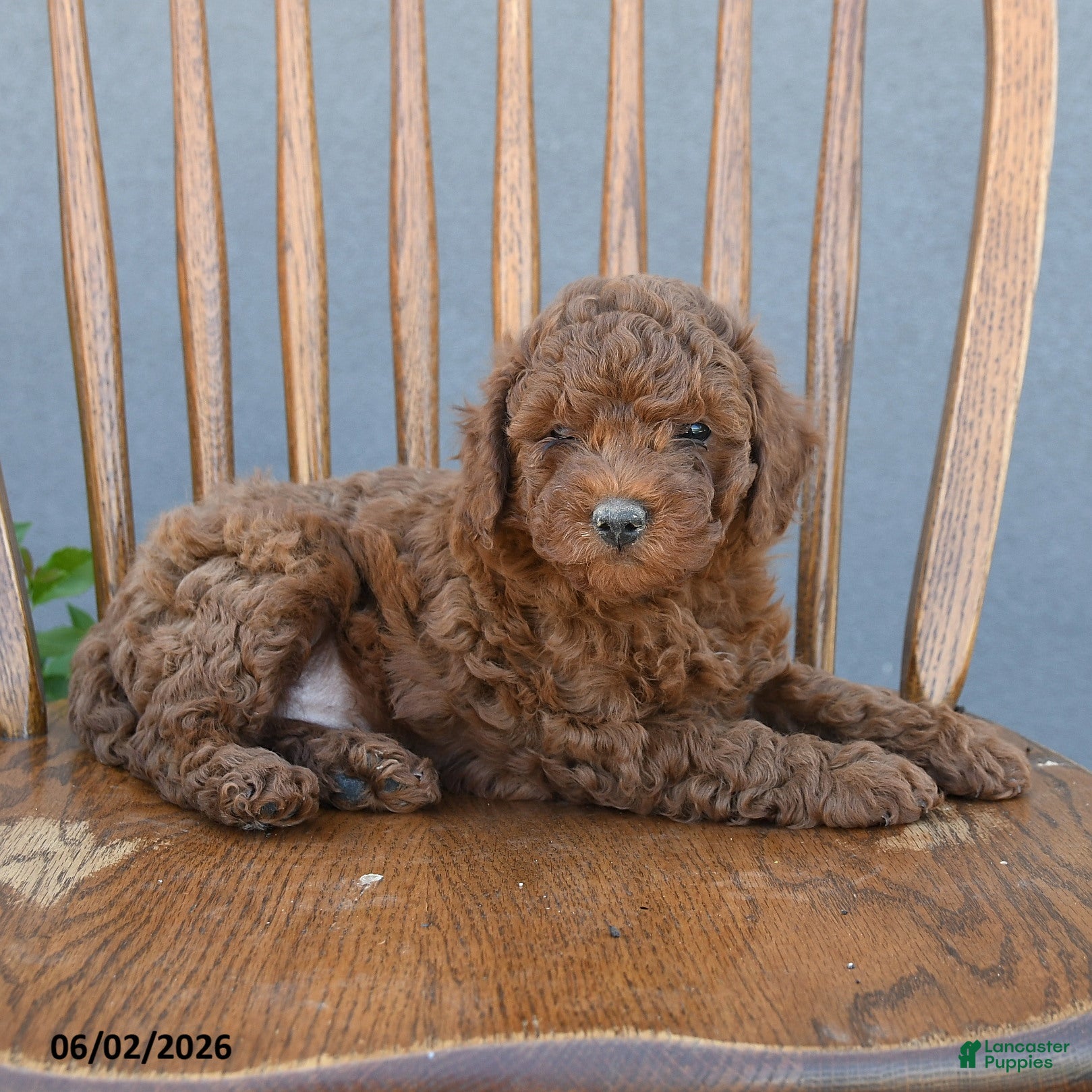 Miniature Poodle dogs for sale: Trent - Ad 4