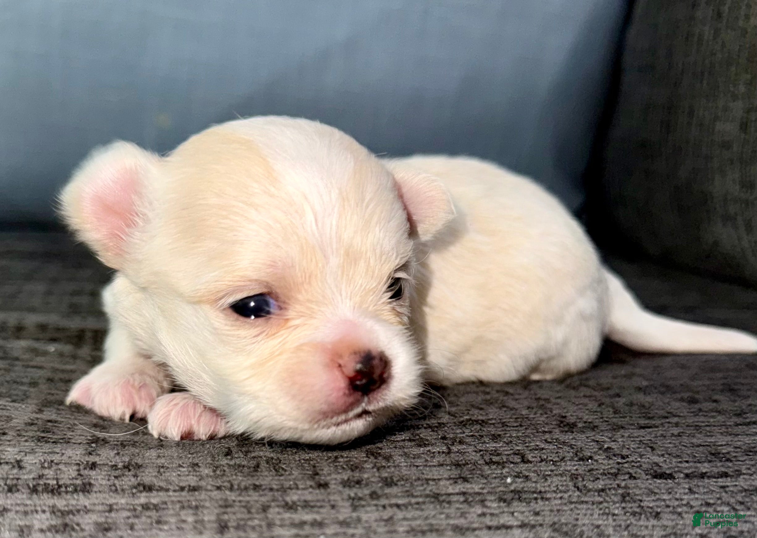 Chihuahua dogs Pearl - Ad 1