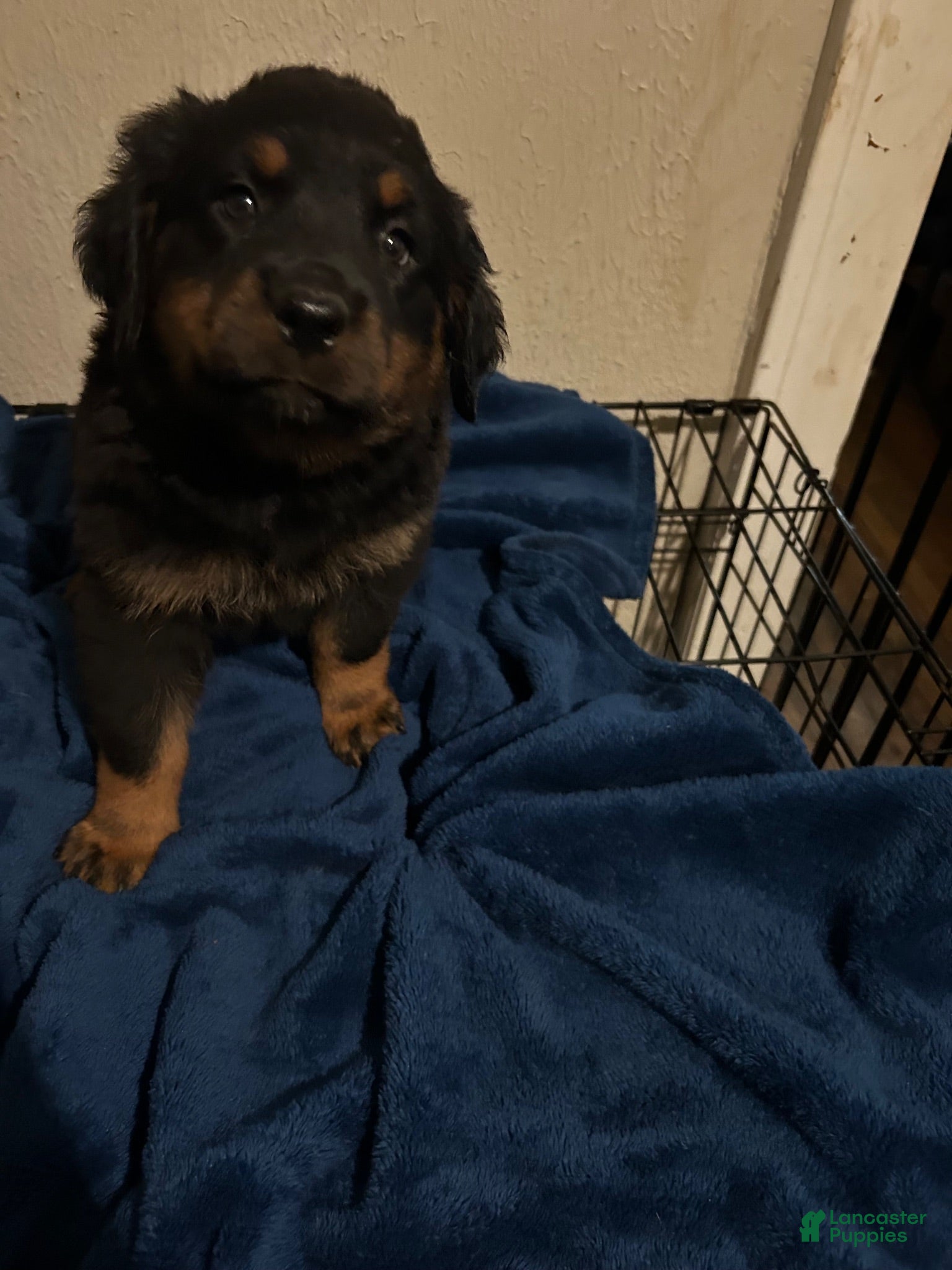 Rottweiler dogs Phoebe (Red)  - Ad 1