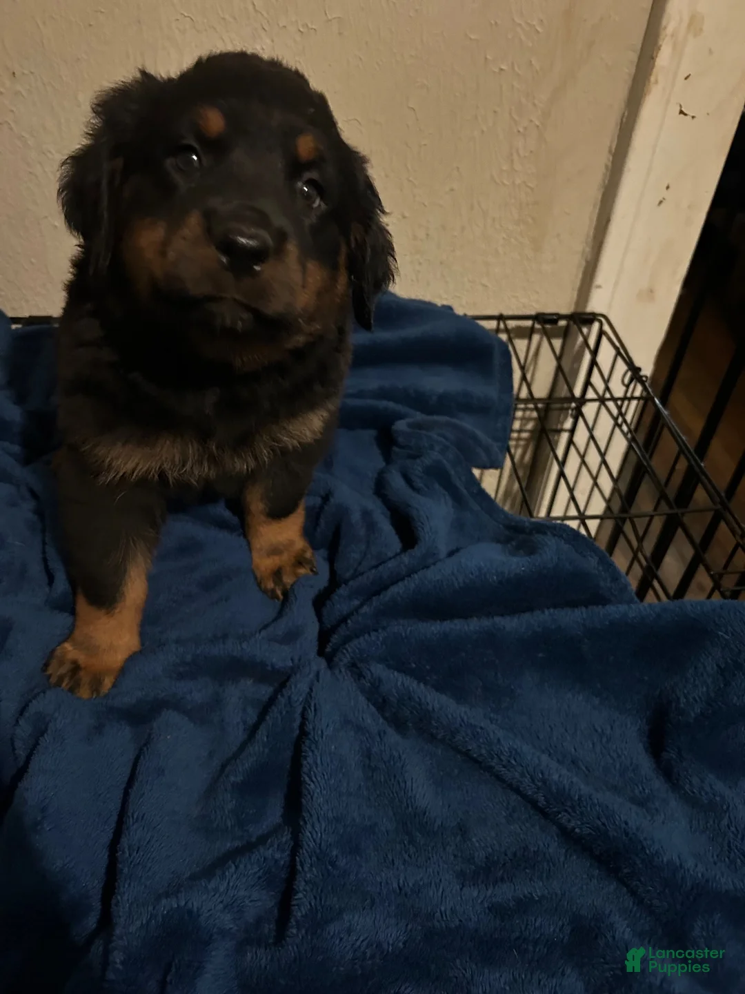 Rottweiler dogs for sale: Phoebe (Red)  - Ad 1