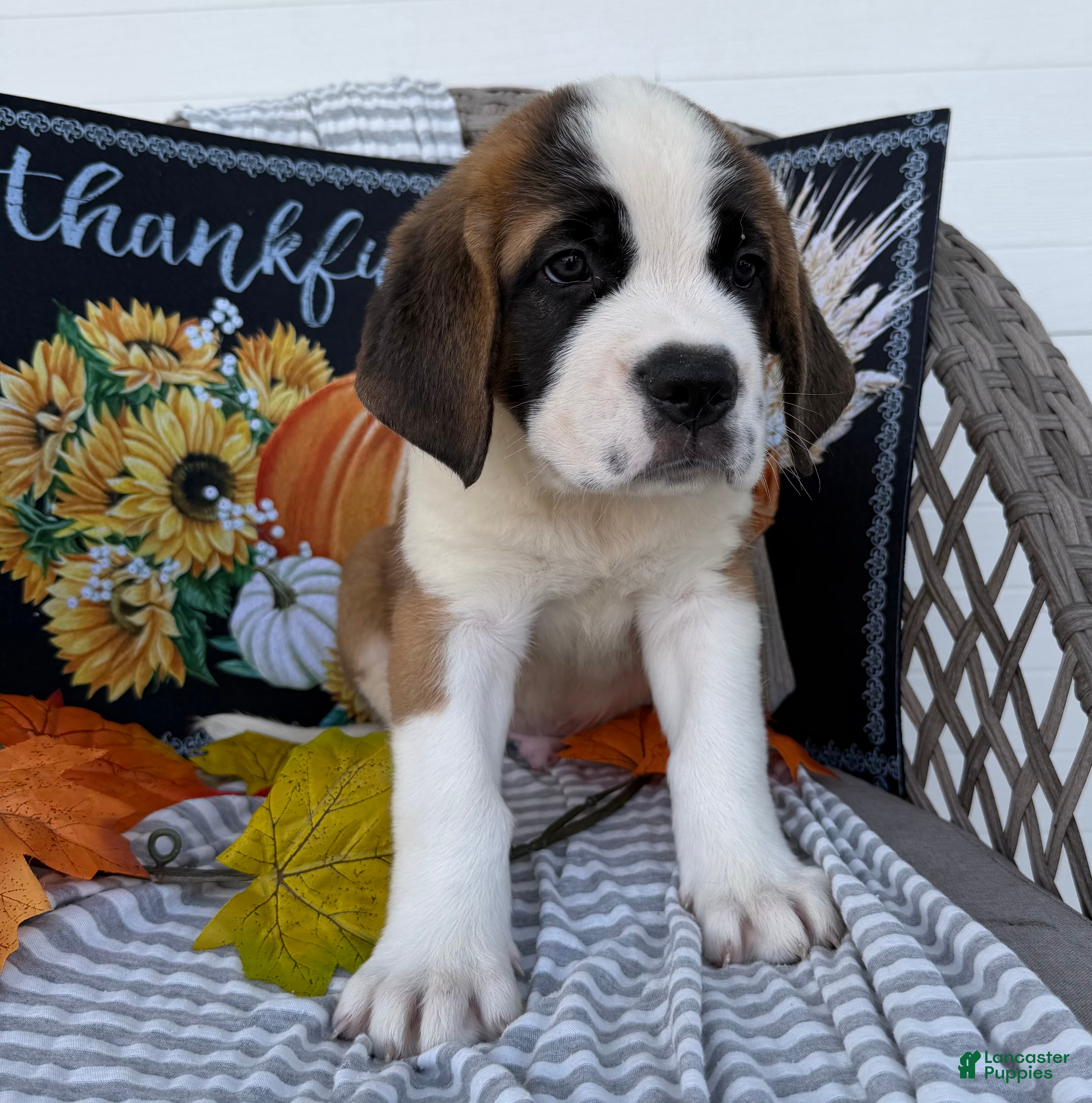 Saint Bernard dogs Axel - Ad 2