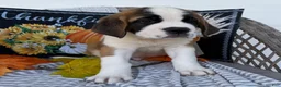 Saint Bernard dogs for sale: Axel - Ad 2
