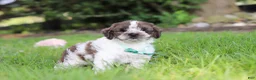 Cockapoo dogs for sale: Ace - Ad 3