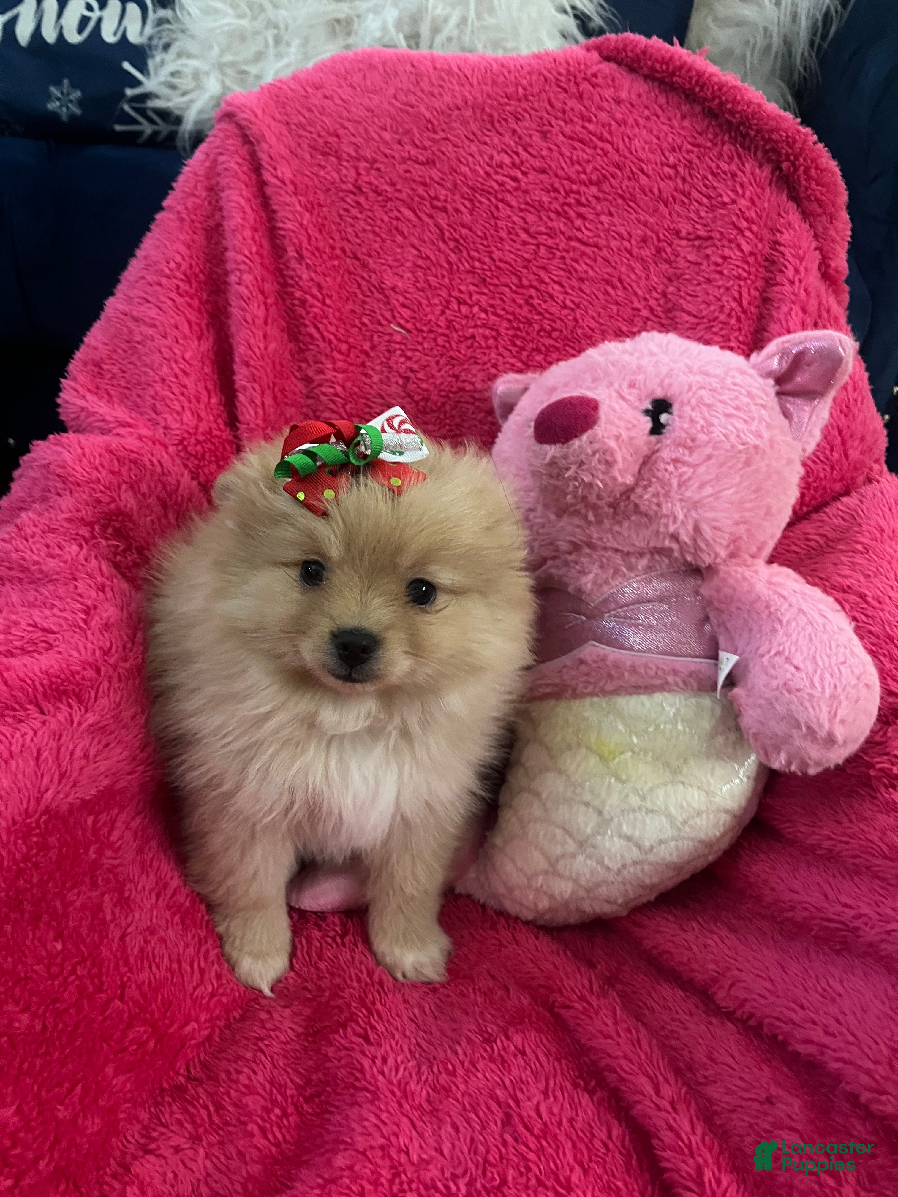 Pomeranian dogs Pomeranian Puppy 1 - Ad 1