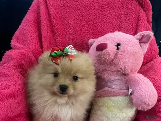 Pomeranian dogs for sale: Pomeranian Puppy 1 - Ad 2
