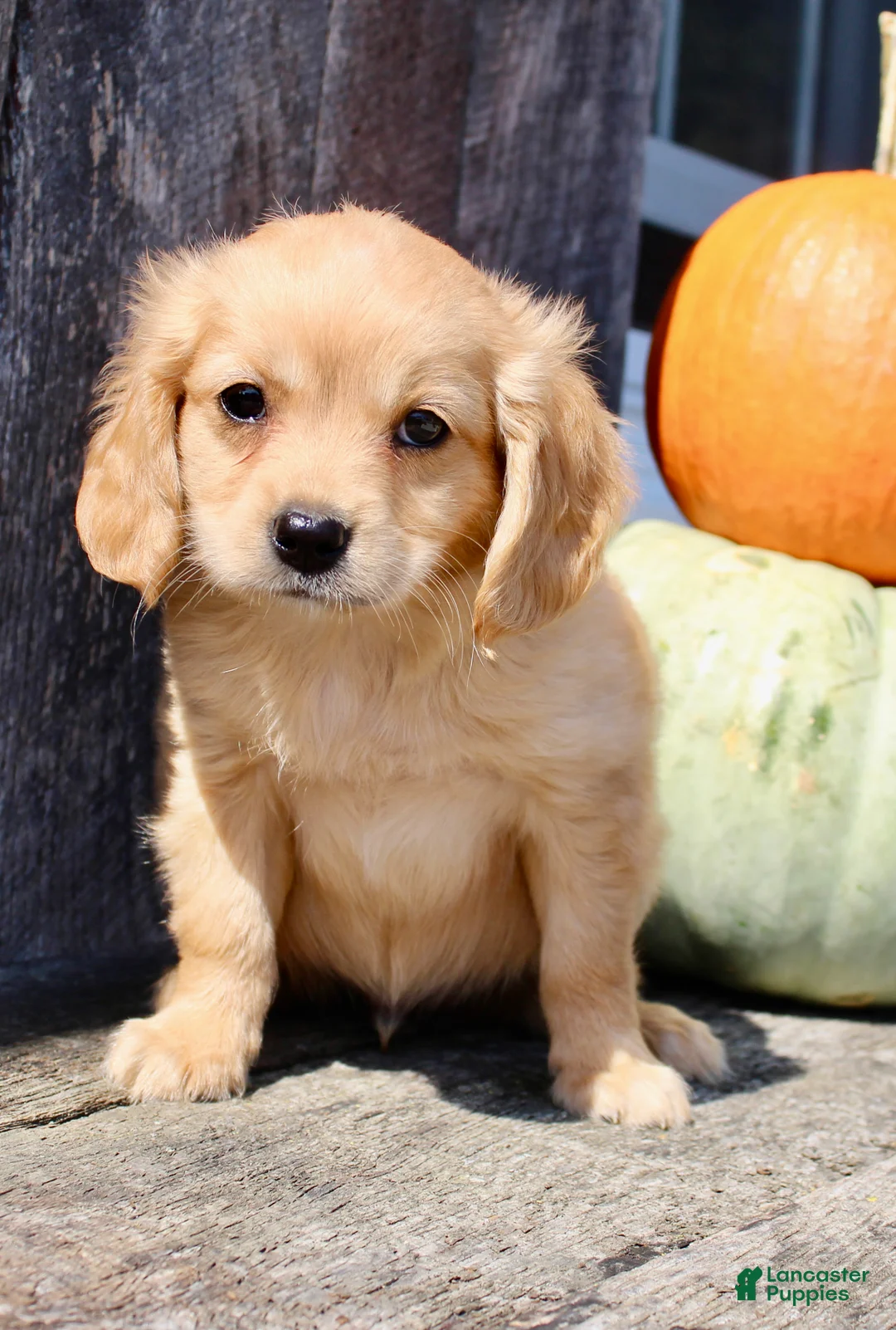 Miniature Golden Retriever dogs for sale: Harley Male Mini Golden Retriever - Ad 5