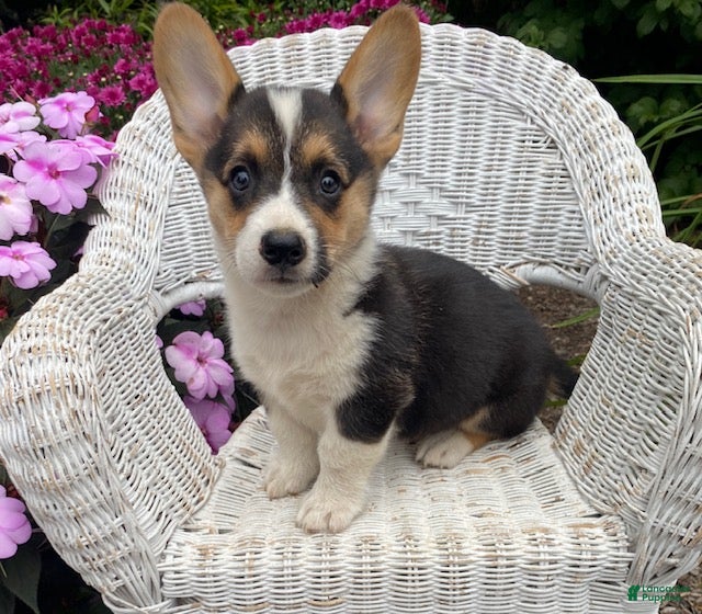 Joey (Pembroke Corgi, Male) in MD