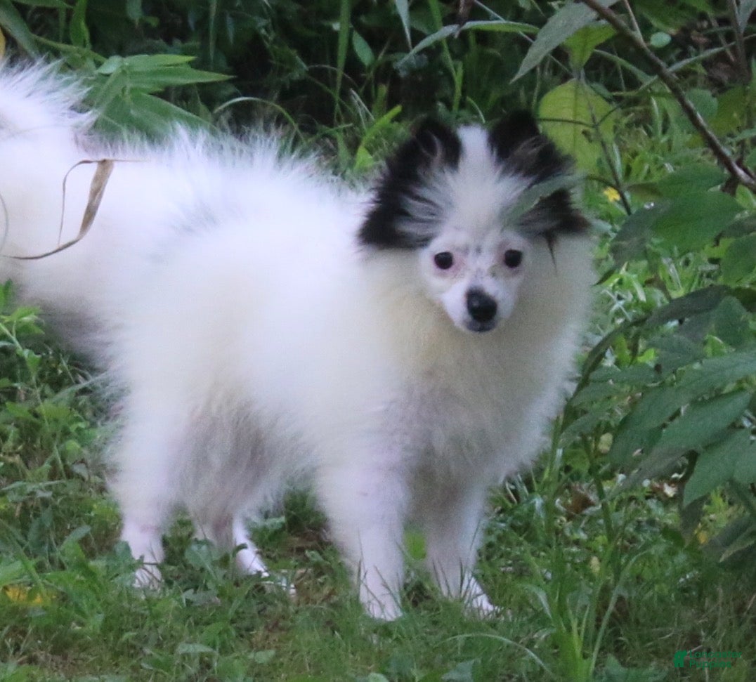 Pomsky dogs Tilly  - Ad 2