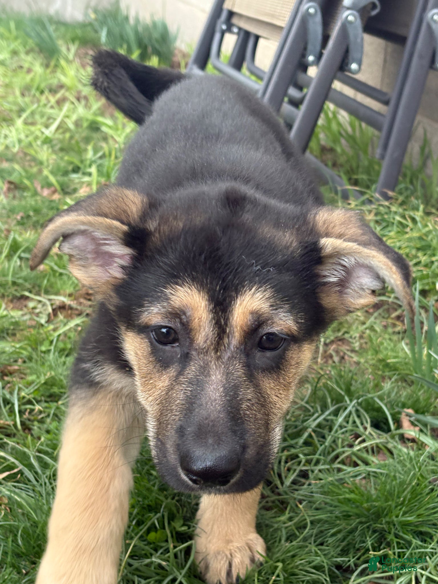 German Shepherd dogs German Shepherd Puppy 5 - Ad 3