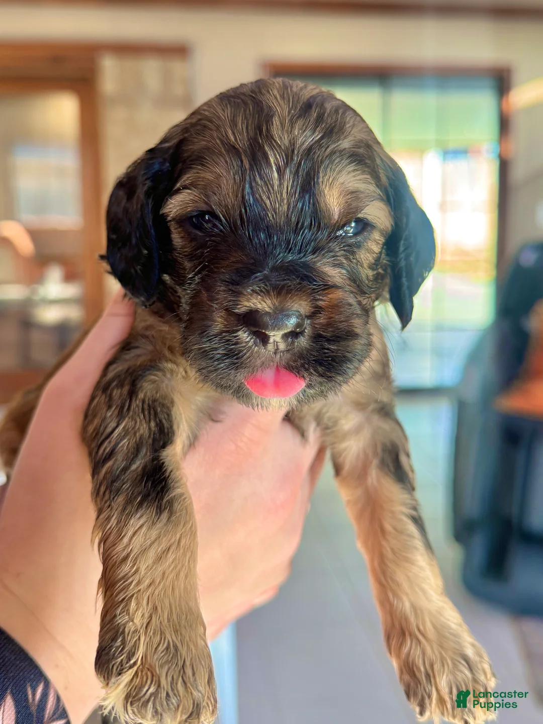 Cockapoo dogs for sale: Cockapoo Puppy 6 - Ad 3