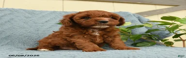 Herbert