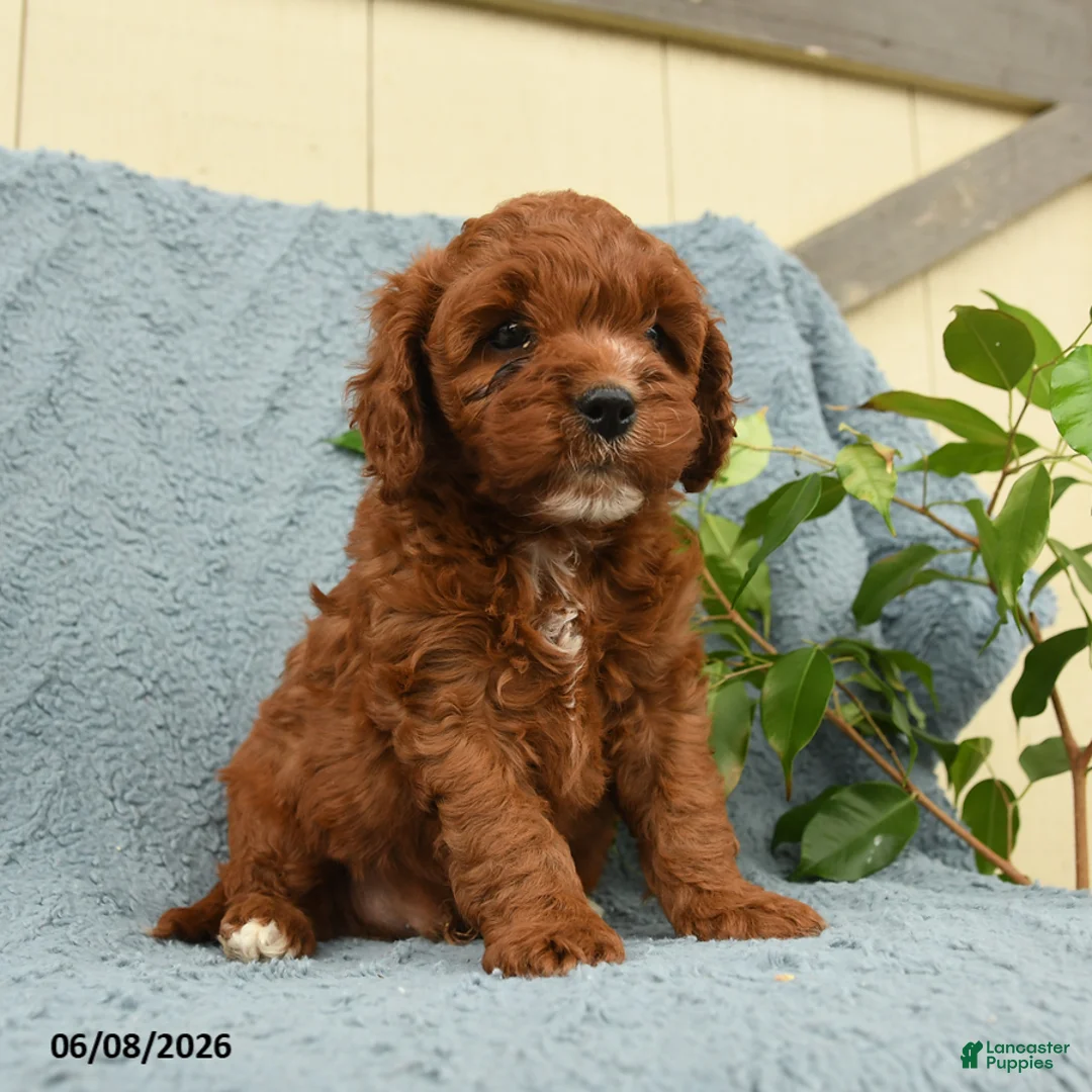 Cavapoo dogs for sale: Herbert - Ad 1