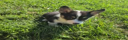 Mixed Breed dogs for sale: Sparkle - Ad 4
