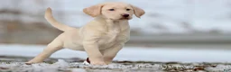 Labrador Retriever dogs for sale: Squirt - Ad 2