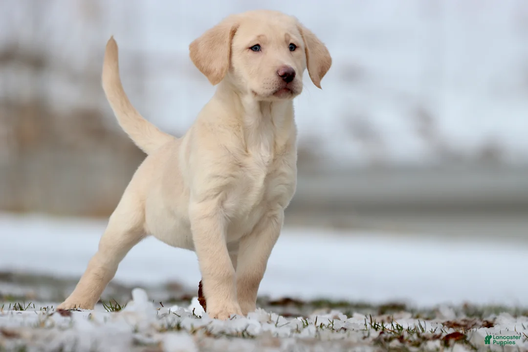 Labrador Retriever dogs for sale: Squirt - Ad 2