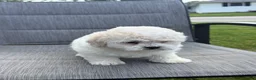 Teddy Bear dogs for sale: Buttercream  - Ad 4
