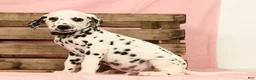 Dalmatian dogs for sale: Gunner - Ad 7