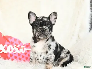 French Bulldog dogs Huckleberry - Ad 3