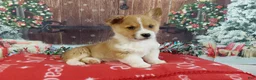 Welsh Corgi Pembroke dogs for sale: Welsh Corgi Pembroke Puppy 1 - Ad 3