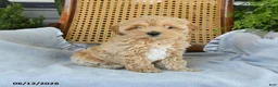 Maltipoo dogs for sale: Janie - Ad 4