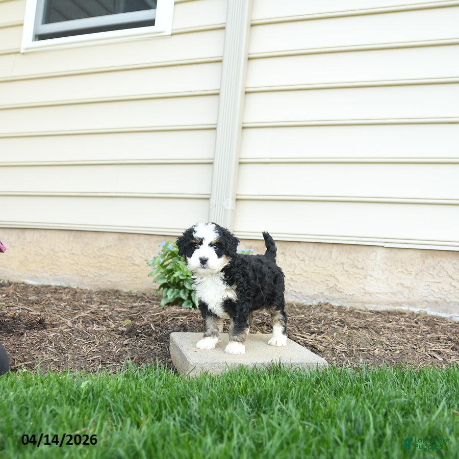 Bernedoodle dogs Bailey - Ad 2
