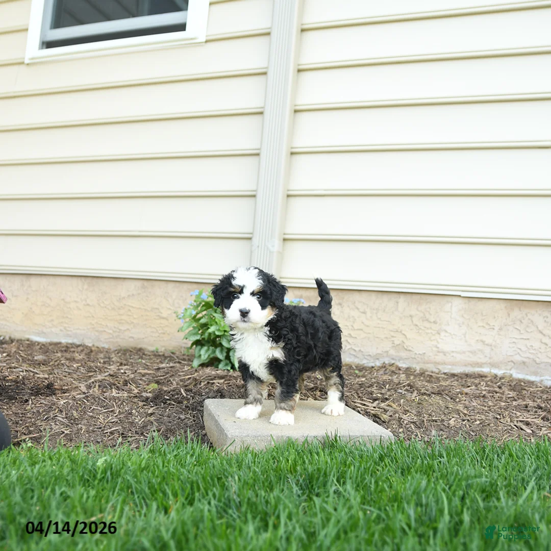 Bernedoodle dogs for sale: Bailey - Ad 2