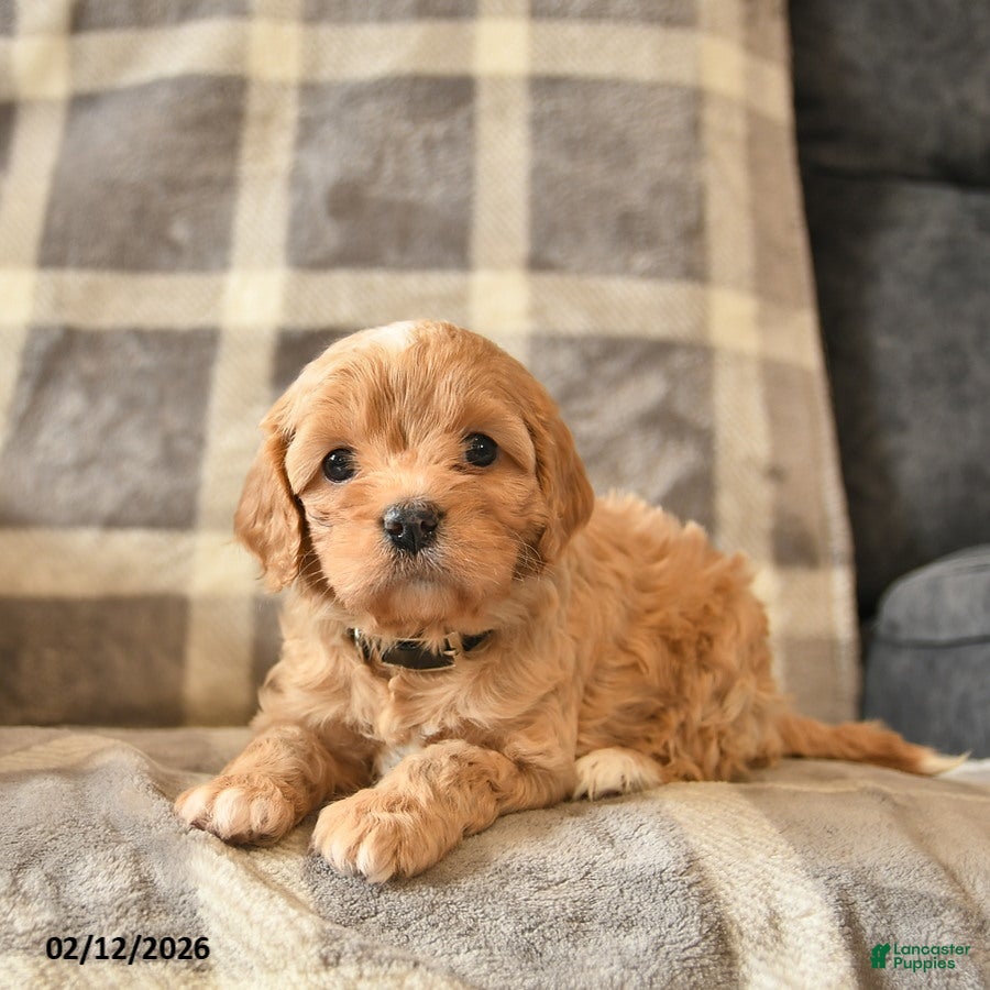 Cavapoo dogs Crystal  - Ad 2