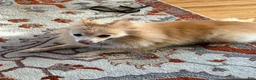 Pomeranian dogs for sale: Pomeranian Puppy 1 - Ad 20