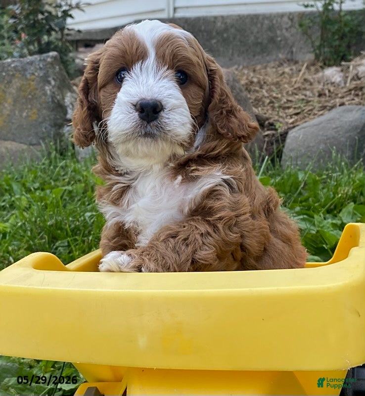 Cavapoo dogs Wallace - Ad 1