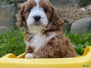 Cavapoo dogs for sale: Wallace - Ad 2